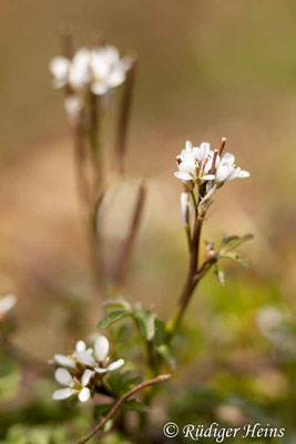 Cardamine hirsuta (Behaartes Schaumkraut), 15.3.2020