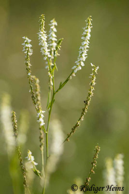 Melilotus albus (Weißer Steinklee)