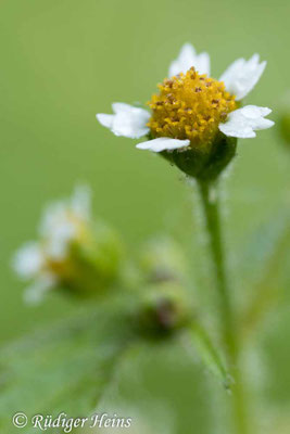 Galinsoga parviflora (Kleinblütiges Franzosenkraut)