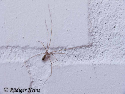 Pholcus phalangioides (Große Zitterspinne)