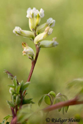 Ceratocapnos claviculata (Rankender Lerchensporn), 10.4.2019