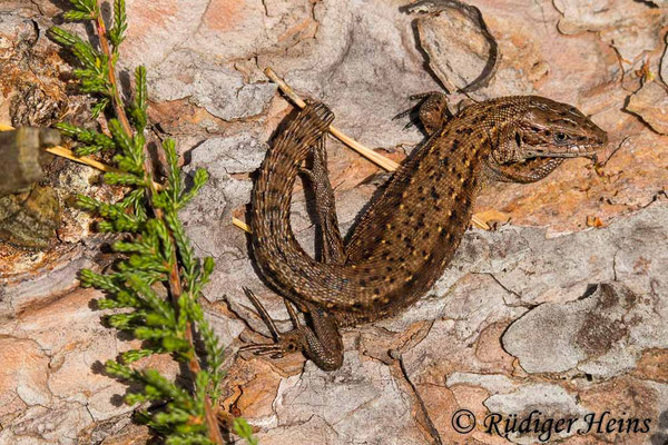 Zootoca vivipara (Waldeidechse)