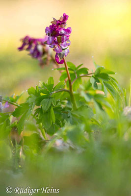 Corydalis cava (Hohler Lerchensporn), 6.4.2023