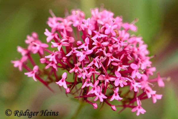 Centranthus ruber, Rote Spornblume