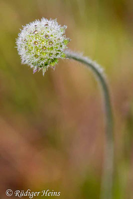 Knautia arvensis (Acker-Witwenblume), 6.10.2019