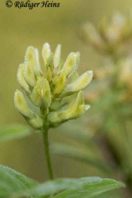 Astragalus glycyphyllos (Bärenschote)