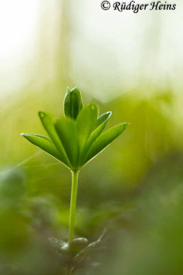 Galium odoratum (Waldmeister), 4.5.2022