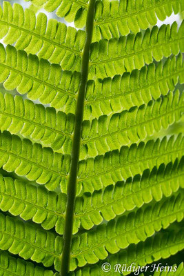 Matteuccia struthiopteris (Straußfarn), 26.5.2020