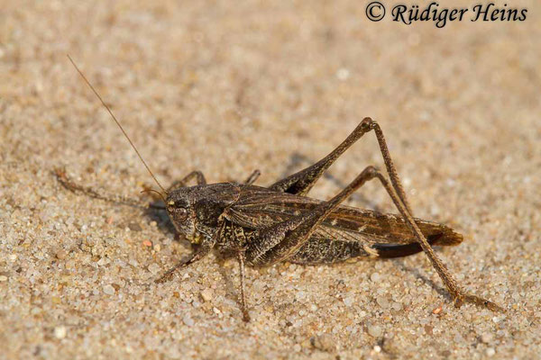 Platycleis albopunctata (Westliche Beißschrecke) Weibchen, 21.9.2017