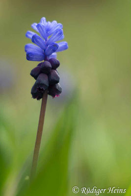 Muscari latifolium (Breitblättrige Traubenhyazinthe), 2.4.2024
