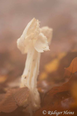 Helvella crispa (Herbst-Lorchel), 16.12.2020