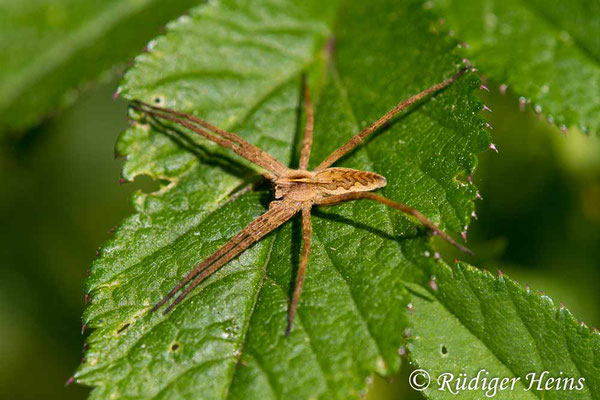 Pisaura mirabilis (Listspinne ), 22.5.2017