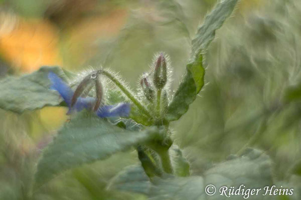 Borretsch (Borago officinalis), 23.11.2021 - Pancolar 50mm f/1,8 (gedrehte Linse)