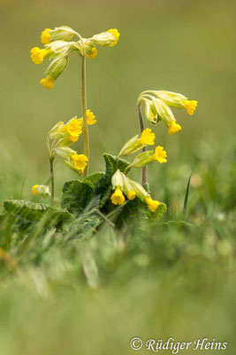 Primula veris (Echte Schlüsselblume), 1.5.2023