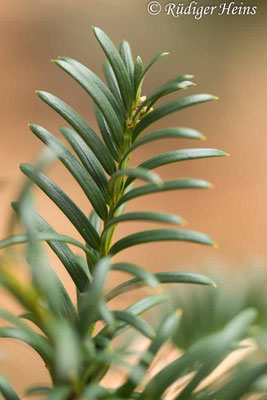 Taxus baccata (Europäische Eibe), 14.1.2021