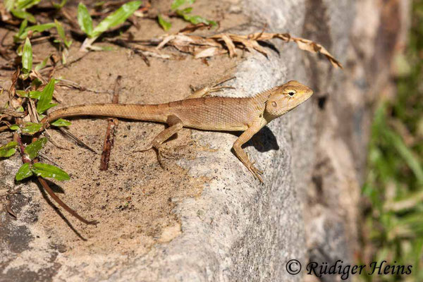 Calotes versicolor (Blutsaugeragame), 25.1.2018