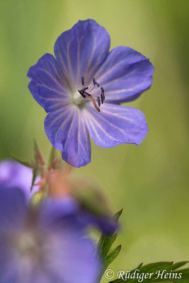 Geranium pratense (Wiesen-Storchschnabel), 10.6.2023