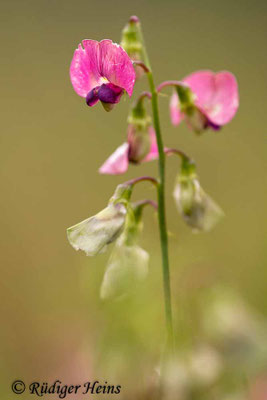 Lathyrus sylvestris (Wilde Platterbse)