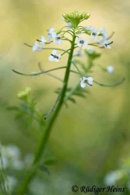 Nasturtium officinale (Echte Brunnenkresse), 17.6.2021