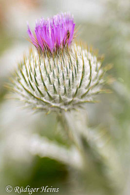 Onopordum acanthium (Gewöhnliche Eselsdistel) Blüte, 15.7.2019