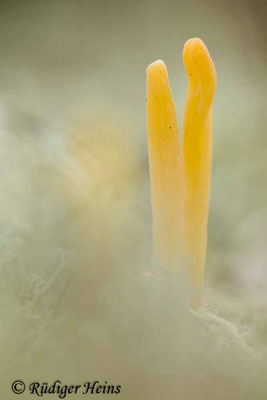 Clavaria argillacea (Heidekeule), 5.11.2024