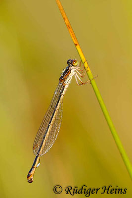 Ceriagrion tenellum (Scharlachlibelle) Weibchen, 6.8.2015