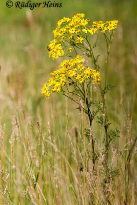 Senecio jacobaea (Jakobs-Greiskraut)