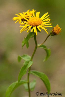 Arnica montana (Echte Arnika)