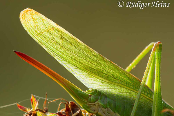 Tettigonia viridissima (Grünes Heupferd) Weibchen, 18.9.2017