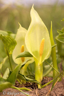 Arum italicum (Italienischer Aronstab), 4.5.2019