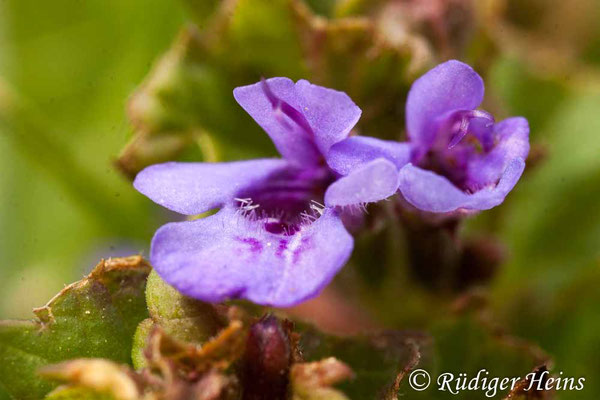 Glechoma hederacea (Gundermann), 10.5.2020