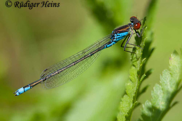 Erythromma viridulum (Kleines Granatauge) Männchen, 8.7.2007