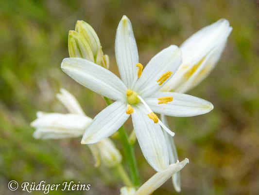 Anthericum ramosum (Ästige Graslilie), 16.6.2023