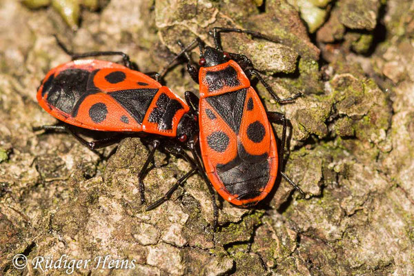 Pyrrhocoris apterus (Gemeine Feuerwanze)