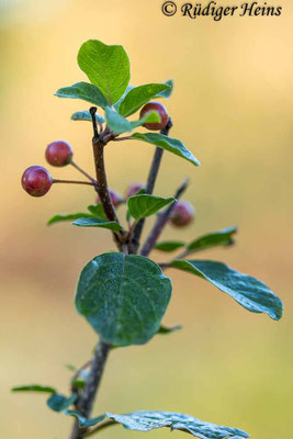 Rhamnus frangula (Faulbaum)
