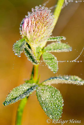 Trifolium pratense (Wiesenklee)