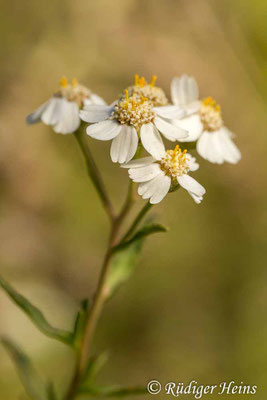 Achillea ptarmica (Sumpf-Schafgarbe)