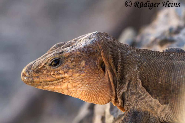 Gallotia stehlini (Gran-Canaria-Rieseneidechse) Männchen