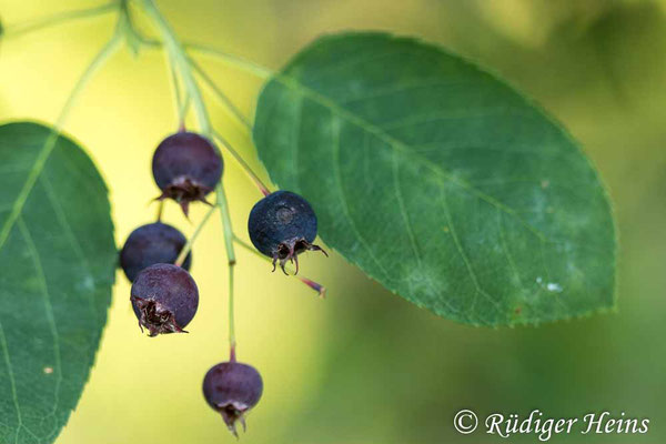 Amelanchier ovalis (Gewöhnliche Felsenbirne), 2.7.2022