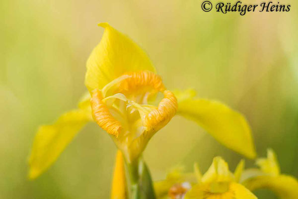 Iris pseudacorus (Sumpf-Schwertlilie), 20.5.2018