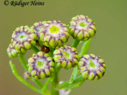 Tanacetum vulgare (Rainfarn), 8.8.2009