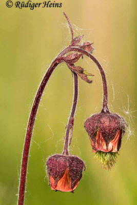 Geum rivale (Bach-Nelkenwurz)