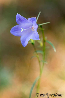 Campanula rotundifolia (Rundblättrige Glockenblume), 10.10.2018