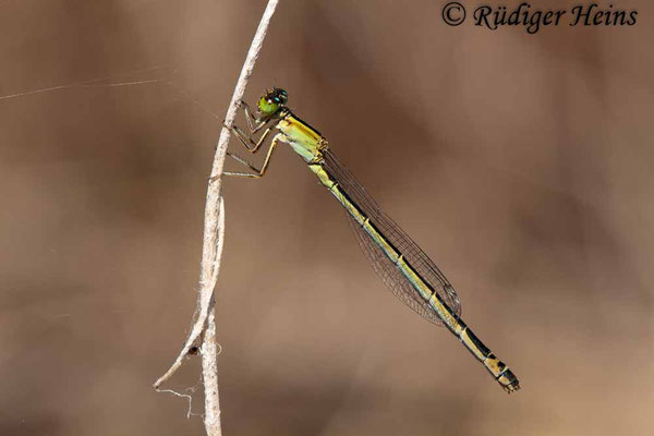 Ischnura genei (Insel-Pechlibelle) Weibchen, 21.6.2018