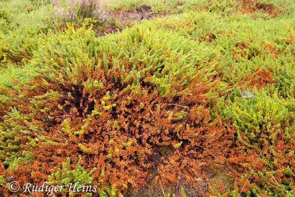 Empetrum nigrum (Schwarze Krähenbeere), 18.8.2022