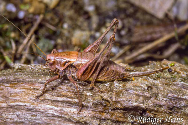 Pholidoptera aptera (Alpen-Strauchschrecke) Weibchen, 8.8.1993 (Scan vom Dia)