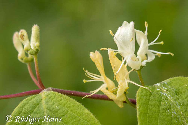 Rote Heckenkirsche (Lonicera xylosteum) Blüte, 11.5.2022 - Makroobjektiv 100mm f/2.8