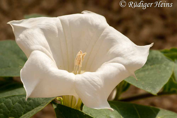 Datura stramonium (Weißer Stechapfel), 3.7.2010