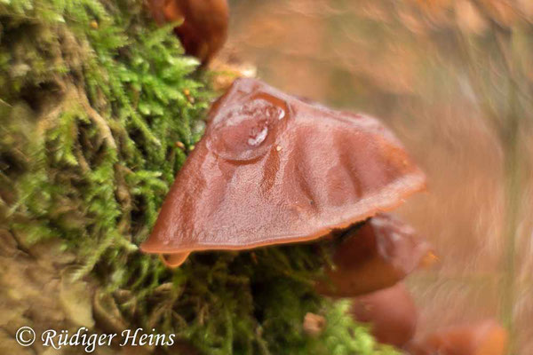 Judasohr (Auricularia auricula-judae), 28.12.2021 - Pancolar 50mm f/1,8 (gedrehte Linse)