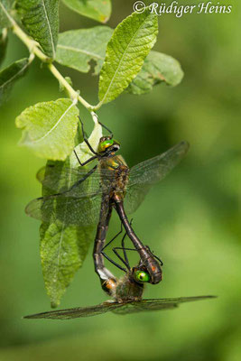 Cordulia aenea (Falkenlibelle)  Paarung, 6.6.2017
